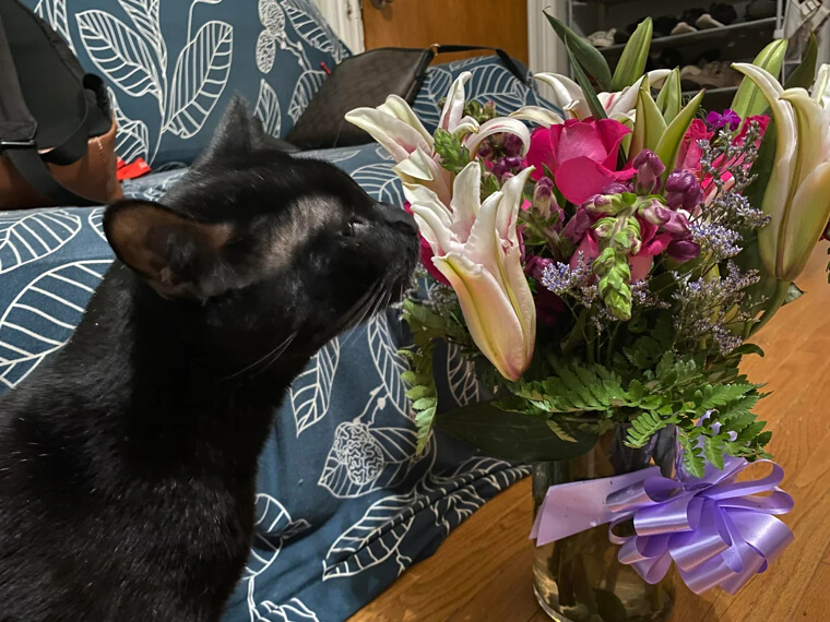 Sorge dafür, dass deine Katzen sich von Lilien fernhalten - sie sind tödlich