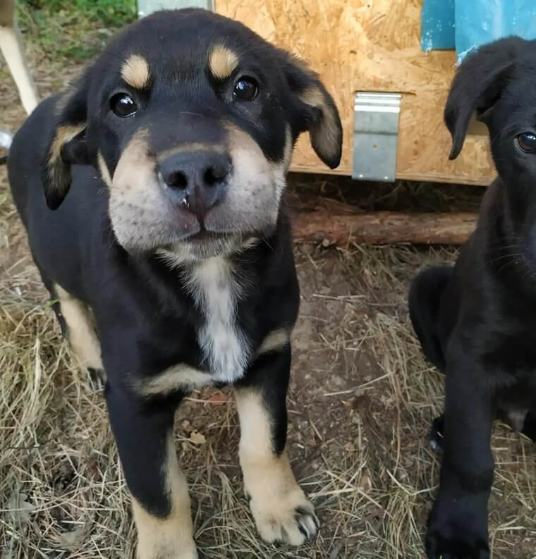 Wenn dein Hund von einer Biene gestochen wird, verwende dieses Hausmittel, bevor du zum Tierarzt gehst