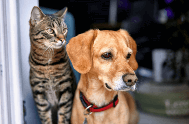 Consigli Poco Noti Per La Cura Degli Animali Domestici