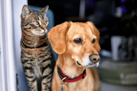 Consigli Poco Noti Per La Cura Degli Animali Domestici