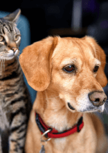 Pet Care Tips That Aren't Talked About Enough