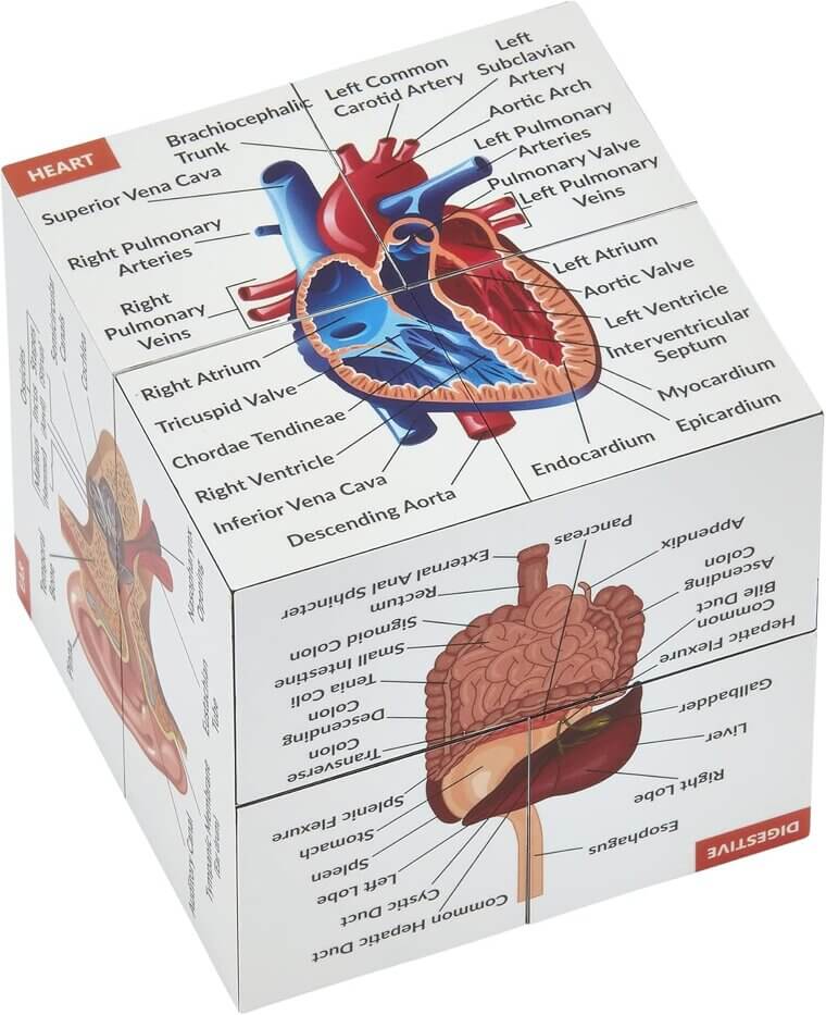 Anatomy Study Cube - Fun, Interactive Learning Tool for Medical Enthusiasts 