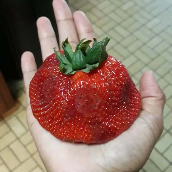 Strawberry That Turned Into A Splatberry