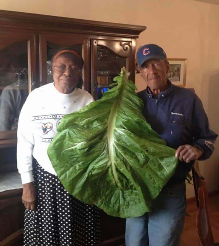 Someone Will Be Having Collard Greens For Weeks