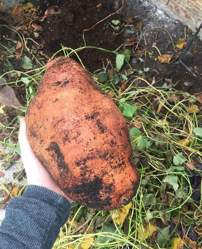 How Will They Cut This Massive Sweet Potato?