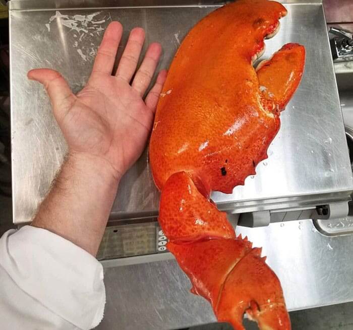How Big Was The Lobster That Was Attached To That Claw?