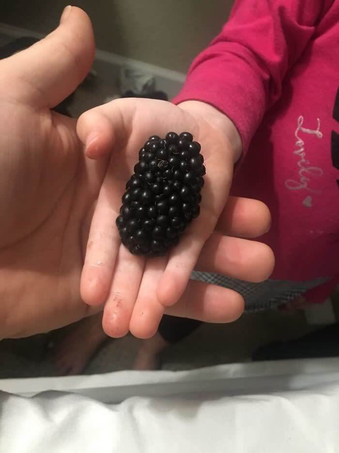 Possibly The World's Largest Blackberry