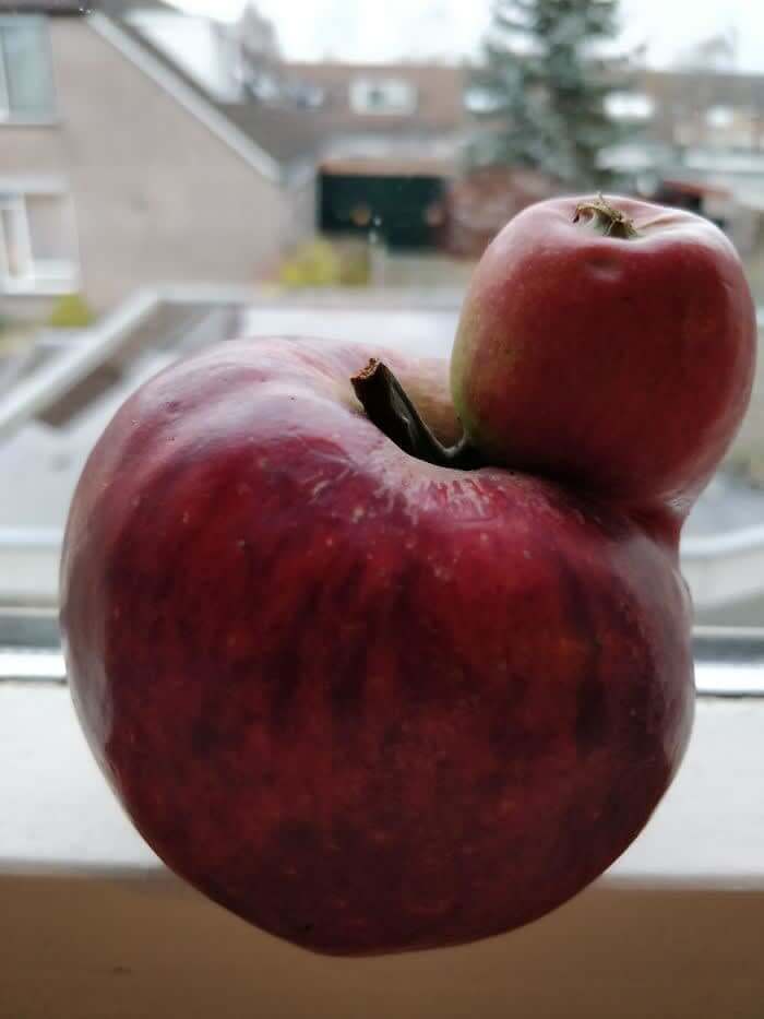 An Apple With An Apple Growing Out Of It