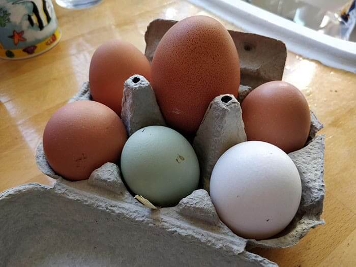 How Many Yolks Do You Think Are Inside The Giant Egg