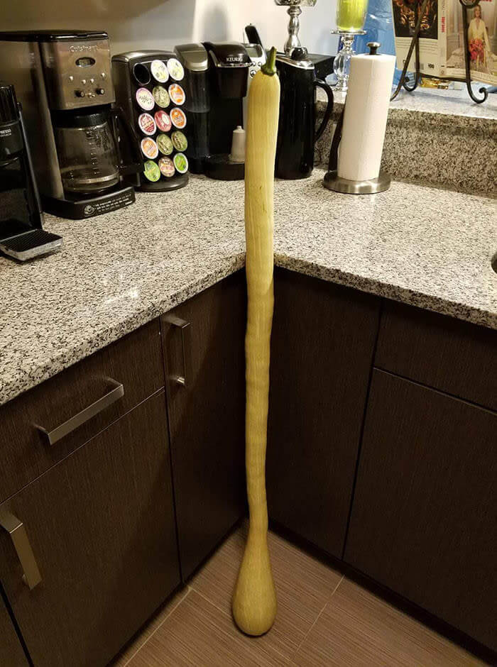 This Squash Is Taller Than Most Children