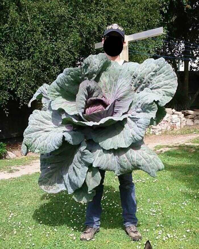 This Person Grew A Giant Cabbage