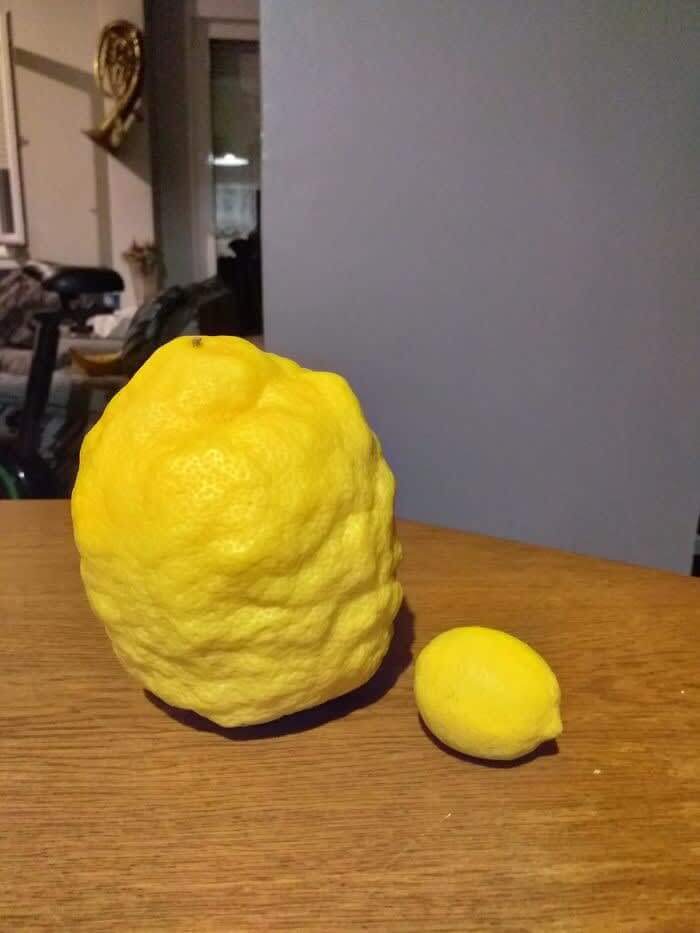 When Life Gives You Mutant Lemons...Make A Ton Of Lemonade