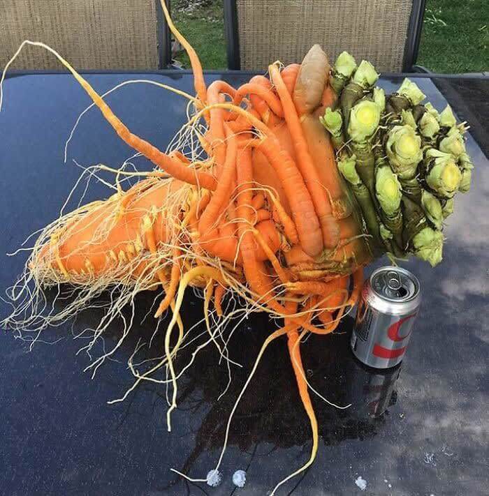 The Mutant Carrot Overlord