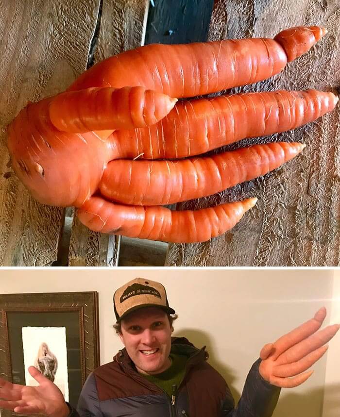 A Handy Carrot