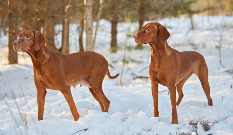 The Hungarian Vizsla Only Has Eyes for You