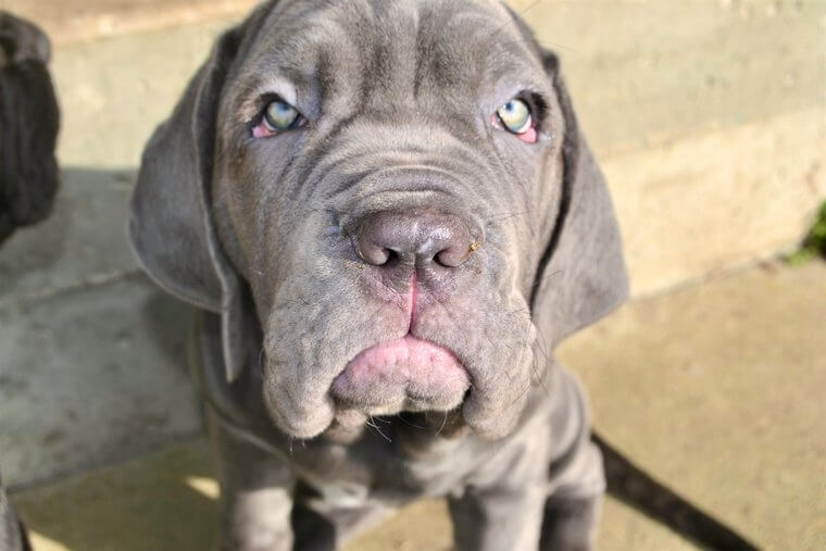 The Neapolitan Mastiff Wants to Keep Everyone Safe