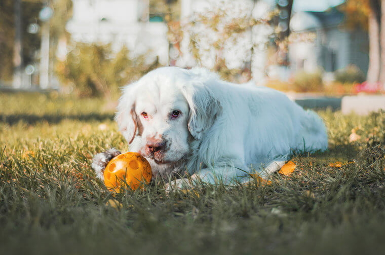 The Clumber Spaniel Is the Gentleman of the Canine World