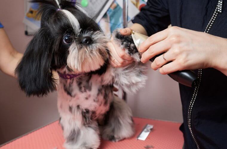 The Shih Tzu Makes a Kingly Companion