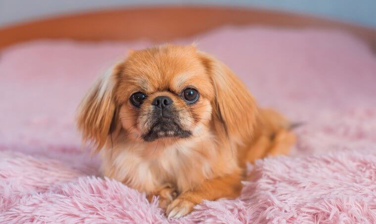 The Pekingese Has Strong People Skills