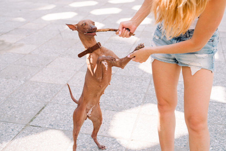 The Xoloitzcuintli Comes in Three Sizes