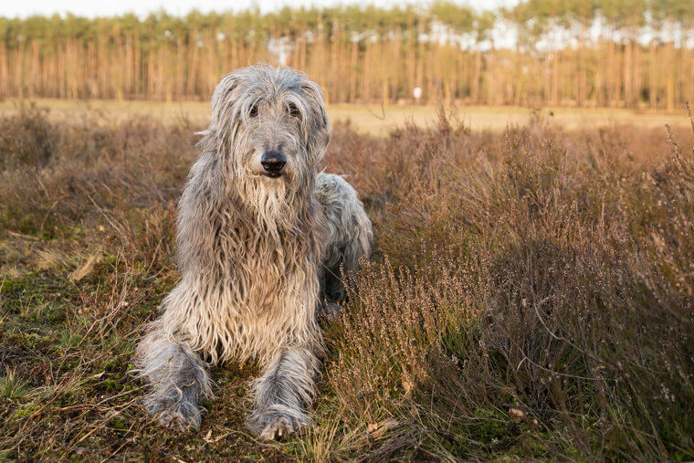 The Scottish Deerhound Won't Make a Lot of Noise
