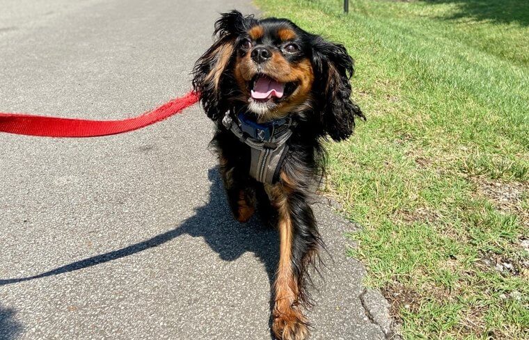 The Cavalier King Charles Spaniel Is Kind to All