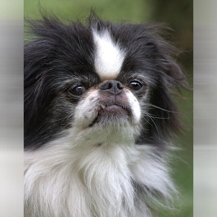 The Japanese Chin Is Great With Kids