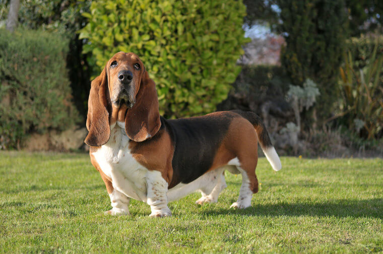 The Basset Hound Gets Along With Just About Everyone