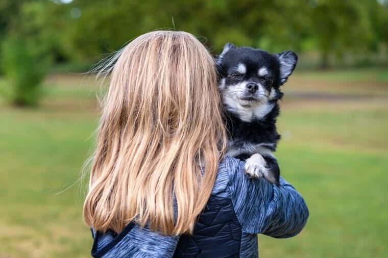 The Chihuahua Can Be Stubborn but Lovable