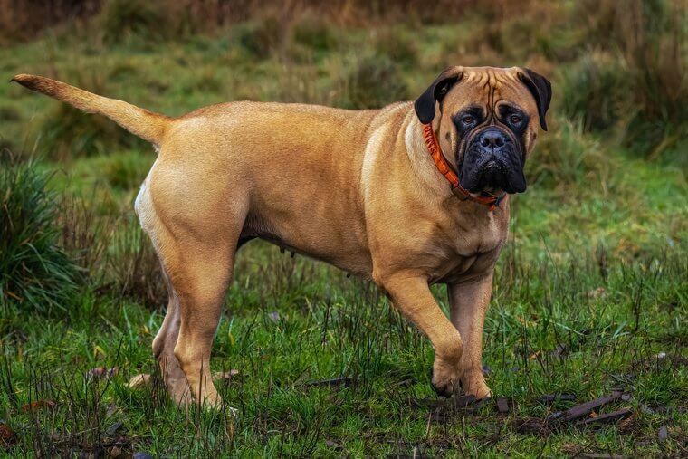 The Bullmastiff Is More Chill Than It Initially Appears