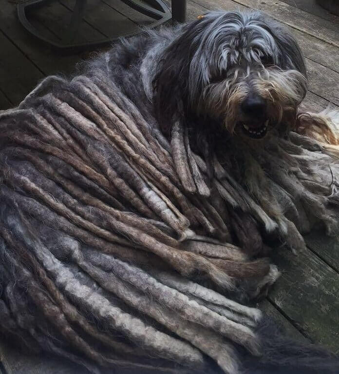 The Bergamasco Shepherd Doesn't Need Constant Attention