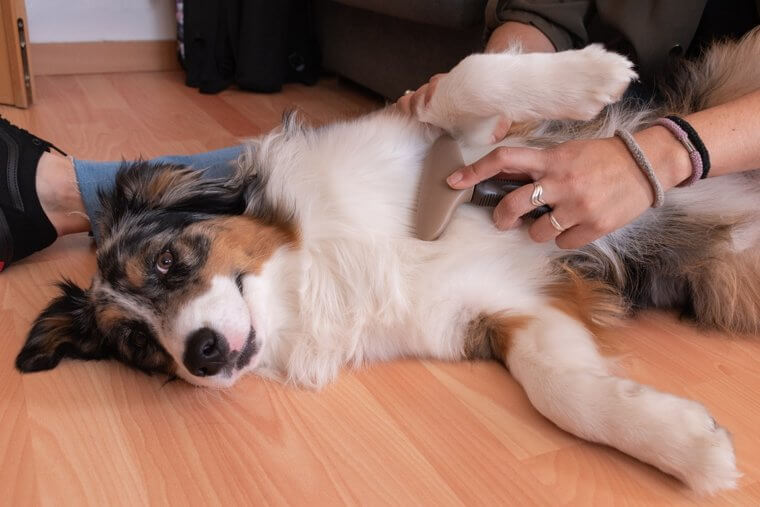 The Australian Shepherd Is Easy to Train