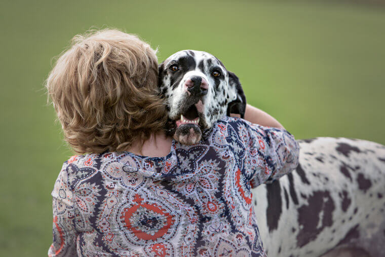 The Great Dane Is Great With Strangers