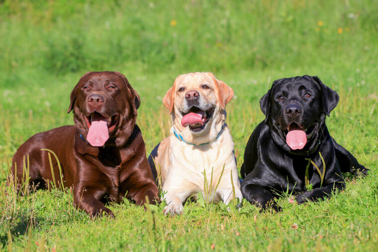 The Labrador Retriever Is Ideal for First-Time Owners