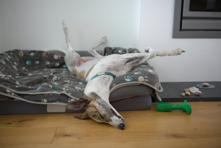 The Greyhound Is a Great Low-Maintenance Pet