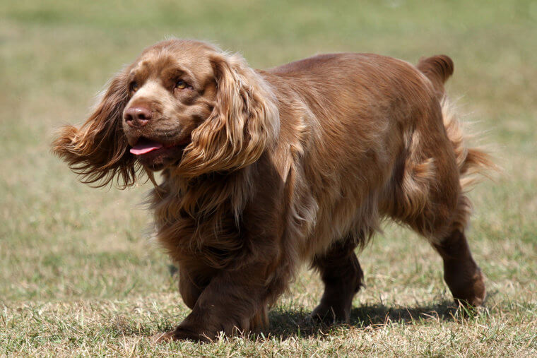 The Sussex Spaniel Forms Strong Bonds With Loved Ones