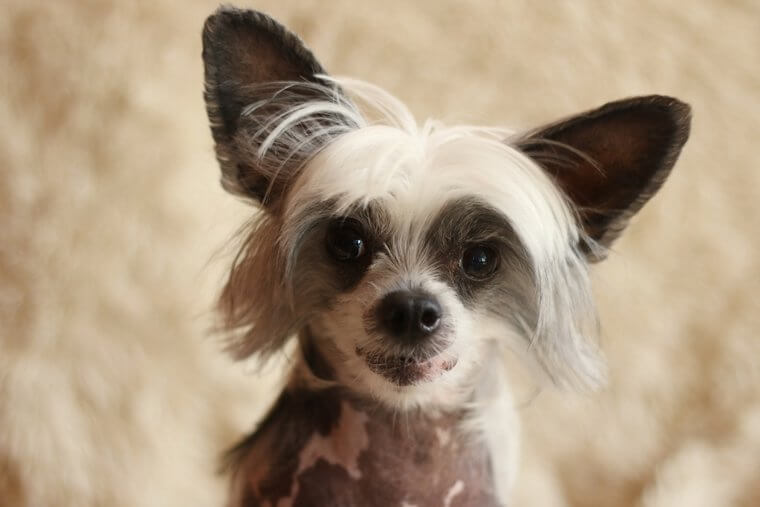 The Chinese Crested Dog Loves Being a Lap Dog