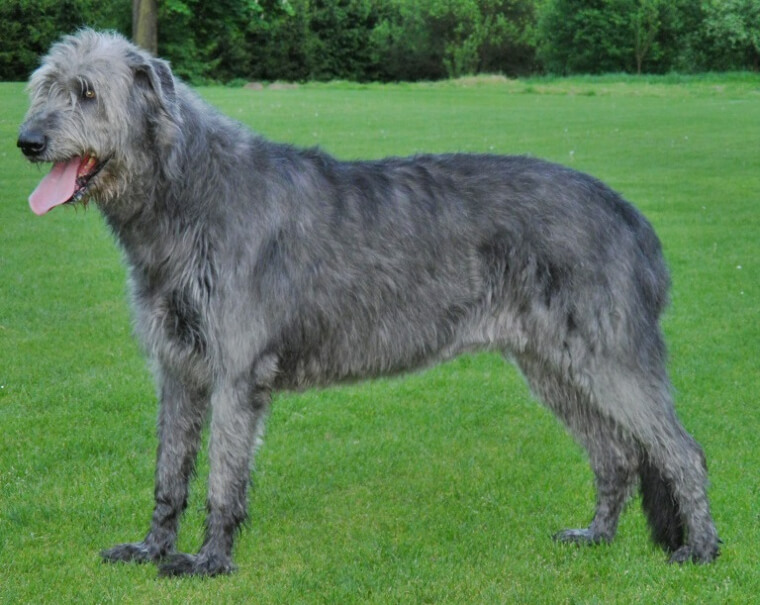 The Irish Wolfhound Can Have a Lot of Quirks