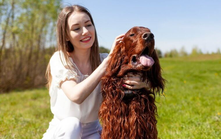 The Irish Setter Loves House Guests