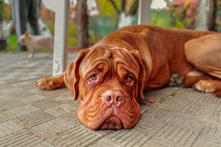 The Dogue De Bordeaux Can Be Soft and Sweet