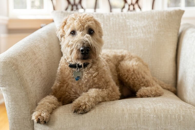 The Soft-Coated Wheaten Terrier Gives a Warm Welcome