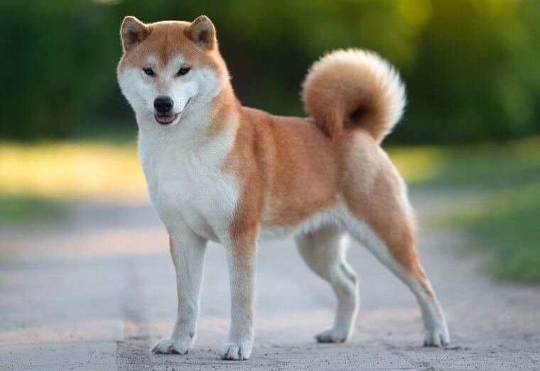 The Shiba Inu Bonds Deeply With Their Owners