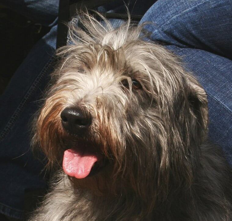The Glen of Imaal Terrier Is Quiet and Stoic