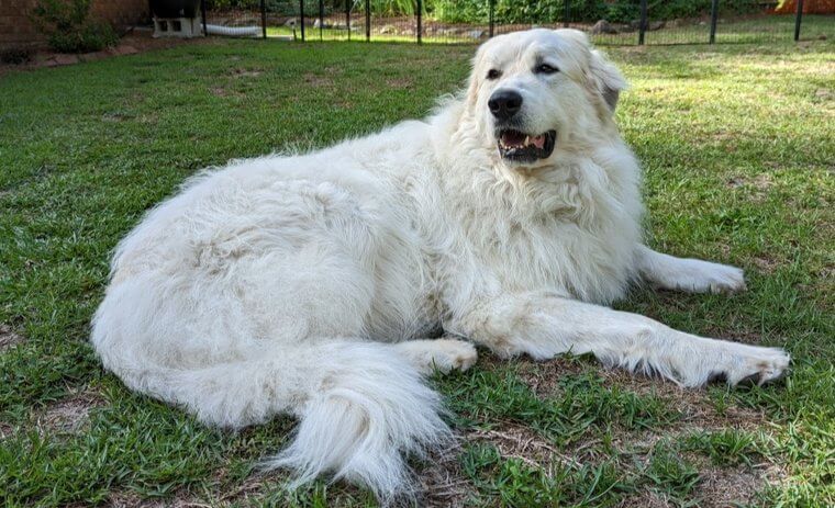 The Great Pyrenees Mountain Dog Is Fiercely Protective