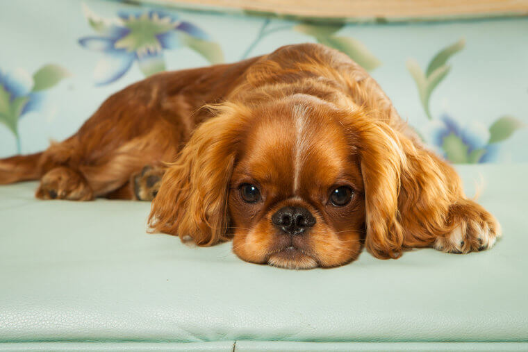 The English Toy Spaniel Loves Everyone in the Family