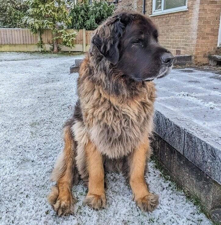 The Leonberger Is a Charming Gentle Giant