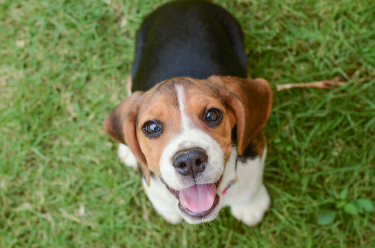 The Beagle Is Almost Always in a Good Mood