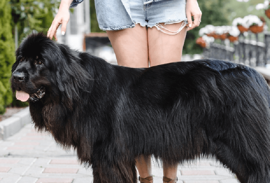 Top Dog Breeds for the Home, According to Professionals