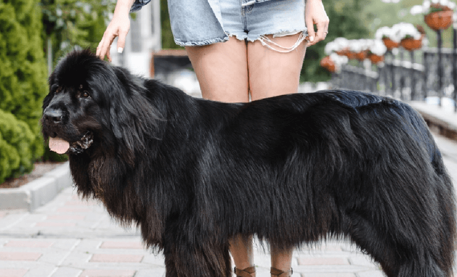 Die besten Hunderassen für zu Hause, laut Fachleuten