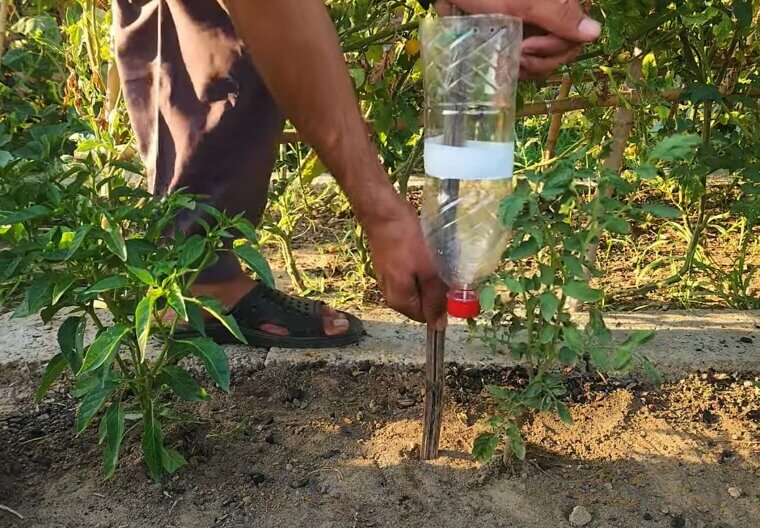 Soda Bottle Irrigation